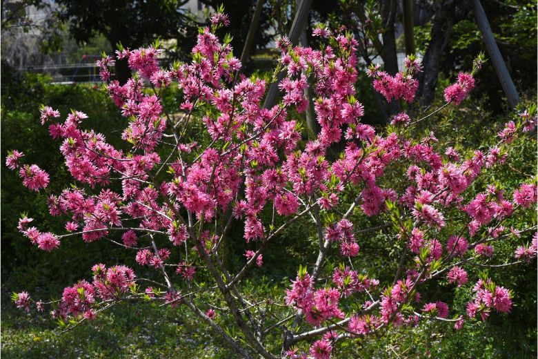 Heritage Museums & Gardens Rhodendron Fest event